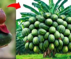 محصولات کشاورزی نوین؛ هندوانه رو جوری کاشتن که شده درخت پرباری که هندوانه ازش آویزونه