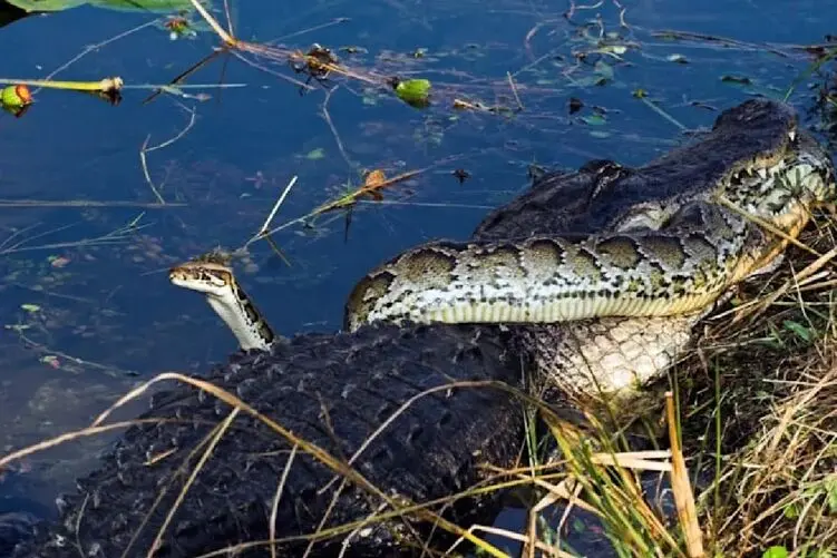(ویدیو حیات وحش) مار پیتون پیچید دور کروکودیل تا از گاز وحشتناک در امان باشد