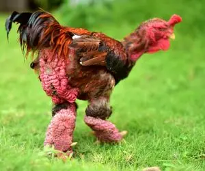 کارخانه حیوانات؛ با تزریق ژن خوک خروس پاگنده تولید کردن با ظاهر هیولایی