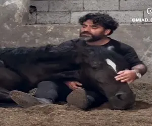 آواز اصیل؛ اسب سرشو گذاشت رو پای صاحبش که براش لالایی بخونه حق داره صداش خداس