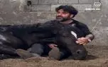 آواز اصیل؛ اسب سرشو گذاشت رو پای صاحبش که براش لالایی بخونه حق داره صداش خداس