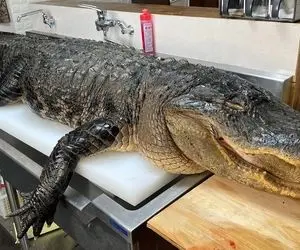 غذای عجیب غریب ؛ کالبد شکافی و کندن دست و پای کروکودیل واسه یه آبگوشت مشت و ترسناک