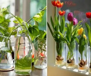 گیاهان آپارتمانی با رشد داخل آب؛ خاکریزی تو خونه تعطیل خیلی لطیف تو آب نگهداری میشن