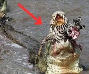 مستند حیات وحش؛ تمساح آز به یکباره خر راه راه را از ته بلعید