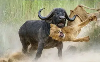 جنگ حیات وحش؛ بوفالو یزید ابهت سلطان رو با خاک یکسان کرد