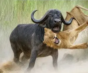 جنگ حیات وحش؛ بوفالو یزید ابهت سلطان رو با خاک یکسان کرد