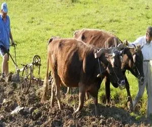 کشاورزی نوین؛ پهن گاو رو شستن رفت تو دستگاه لجن شد ریختن پای درخت میوه اش چندبرابر شد