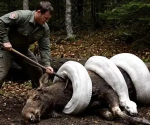 حیات وحش مصنوعی؛ گوساله شجاع برای نجات جان مادرش از چنگ پیتون غول کمک آورد