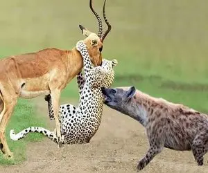 جنگ قدرت؛ پلنگ آهو شکار کرد موقع فرار از دست کفتار شیر سفاک شکارشو قاپ زد