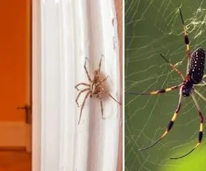 خونتو عنکبوت گرفته و به جز زشتیشون ترسناکم هستن؟ با این ترفندای راحت از شرشون خلاص شو