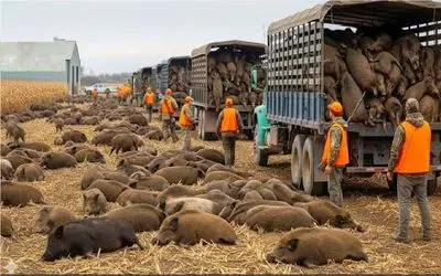 شکار گراز؛ گراز با یه گوله افقی میکنن بازار گوشت یه پیسی نخوره