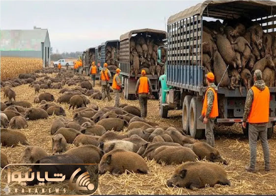 شکار گراز؛ گراز با یه گوله افقی میکنن بازار گوشت یه پیسی نخوره