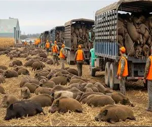 شکار گراز؛ گراز با یه گوله افقی میکنن بازار گوشت یه پیسی نخوره