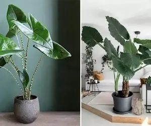 روش نگهداری گیاه آپارتمانی بابا آدم / اسم دیگش گوش فیلیه از مدل حمومش تا نورشو گفتم