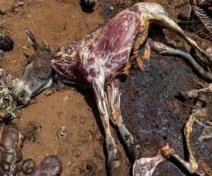 فرآوری الاغ؛ شیر چرب الاغ زبون بسته می دوشن واسه دارو گوشتش هم برای غذا استفاده میشه
