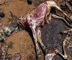 فرآوری الاغ؛ شیر چرب الاغ زبون بسته می دوشن واسه دارو گوشتش هم برای غذا استفاده میشه