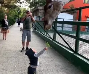 لحظه غذا دادن بچه 2 ساله به زرافه 5 متری / ویدیو