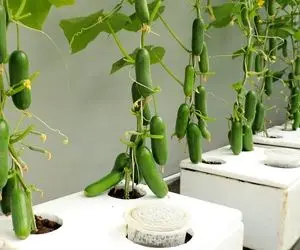 کشاورزی نوین؛ توی یونولیت خیار کاشته یه خروار محصول جمع کرده