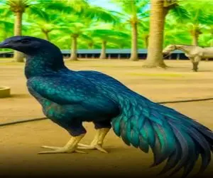 کارخانه حیوانات / ژن خروس با طاووس ترکیب زدن شده آبی متالیک جنگی