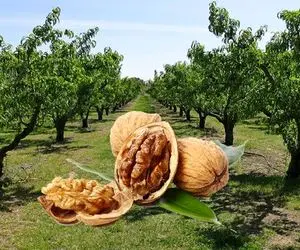 درخت گردویی که جان شیرین 5 نفر را در همدان گرفت