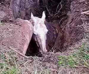 دیدنی های حیات وحش؛ نجات اسبی که تو چاله گیر کرده بود با بیل 14 تنی