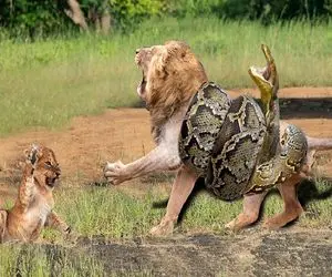 نارام زیان؛ پیتون غول پیکر مثل طناب پیچید دور شیر زمخت انگار میخواد دارش بزنه