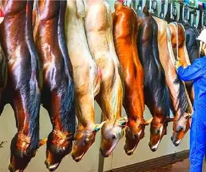 فرآوری اسب؛ پوست اسب در حال احتضار کشیدن جسمش را پاره کردند آنچه ماند گوشت بود