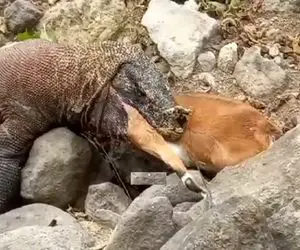 مستند حیات وحش؛ شکار بزها با لباس مبدل وقتی اژدها گرسنه است