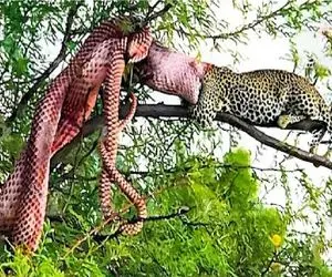 مستند حیات وحش؛ از پلنگ پیگیرتر نداریم برا بلع پیتون از درخت کشید بالا