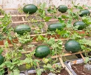 ایده های خلاقانه؛ نحوه کاشت هندوانه تو سبد میوه تضمین میدم که شیرین و قرمز میشه