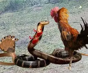 شاهکار حیات وحش / مار به دلش صابون جوجه زده بود خروس شرحه شرحه اش کرد