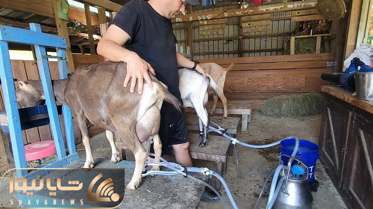 فرآوری بز؛ بزهایی که جثه کوچکی دارند اما شیردوش میسوزه از بس که اینا شیر دارن