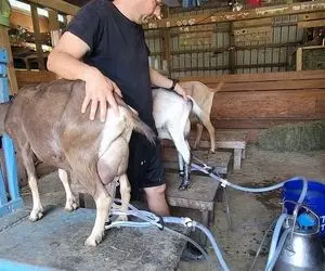 فرآوری بز؛ بزهایی که جثه کوچکی دارند اما شیردوش میسوزه از بس که اینا شیر دارن