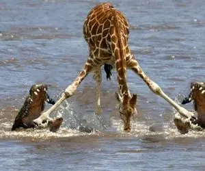 از جذابیت های حیات وحش؛ زرافه ها از رودخانه خروشان رد میشن با اون هیکل آب می بردشون