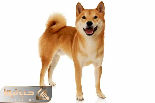 shibainu
