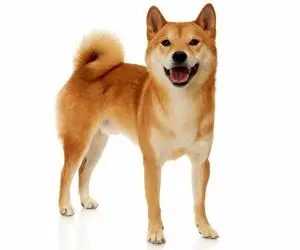 پیش بینی مهم از شیبااینو