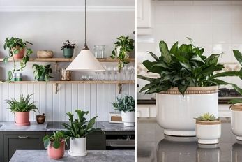 گیاهان آپارتمانی مناسب آشپزخونه / با اینا مهم ترین قسمت خونه رو زیباترین مکان خونه کن