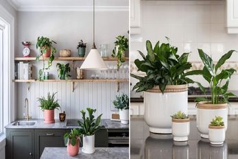 گیاهان آپارتمانی مناسب آشپزخونه / با اینا مهم ترین قسمت خونه رو زیباترین مکان خونه کن