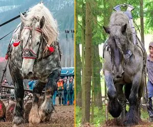 کارخانه حیوانات؛ اسب رو پرورش میدن عضلانی شه بعد باربری میفرستن واسه سوسیس شدن