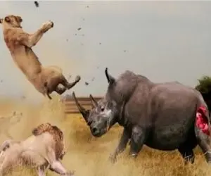 مستند حیات وحش/ طمع و کینه کار دست کرگردن میده