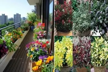 گیاهان آپارتمانی مناسب بالکن در زمستان؛ اینا با سرما و بوران نمیلرزن هیچ گل هم میدن