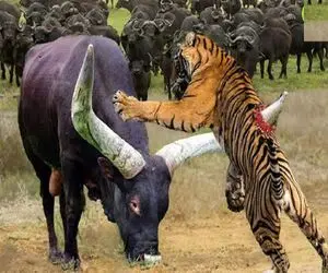 جذابیت حیات وحش؛ بوفالو ددمنش شاخ 6 متریش رو فرو کرد تو ببر تا بچه ش فرار کنه