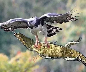 صحنه دهشتناک؛ عقاب بدسگال شکم تمساح درحال خوردن کومودو رو درید باهاش لونه ساخت