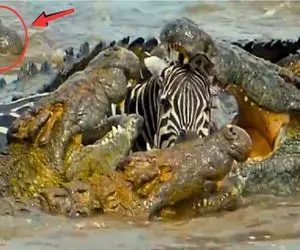 جذابیت حیات وحش / خر خط دار پا گذاشت به قلمرو تمساح ها مفتش را بردند