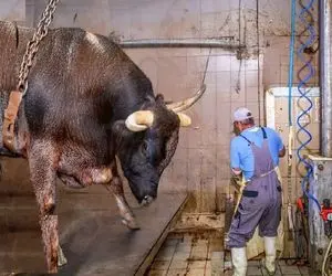 فرآوری گاو؛ گاو خوش رنگ غول و درسته میندازه دستگاه چرخ میکنه کالباس صورتی شه