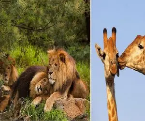 آن روی طبیعت وحشی؛ باورت میشه در این حیوانات همجنسگرایی رواج داره