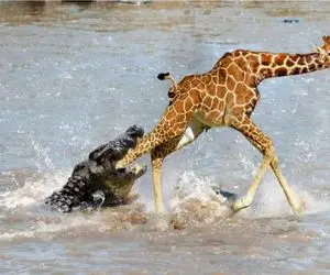 مستند حیات وحش؛ تمساح خلاق زیر پا میگیره زرافه بیافته تو دامش