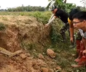 از جذابیت های حیات وحش؛ آقاهه و رفقای کله خرش با بیل افتادن به جون پیتون غول