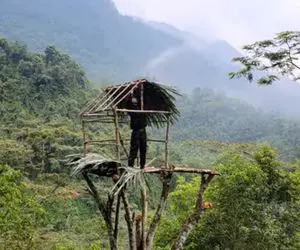 معماری خلاقانه؛ آقاهه رفته نوک درخت 20 متری کلبه ساخته یه باد بزنه شوت میشه پایین