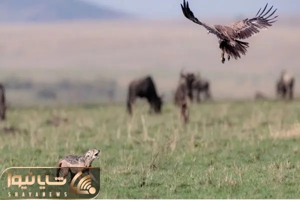 مستند حیات وحش؛ عقاب و شغال هر دو به دنبال یک شکار